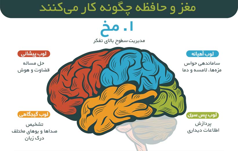 درمان حافظه گفتاردرمانی شیراز